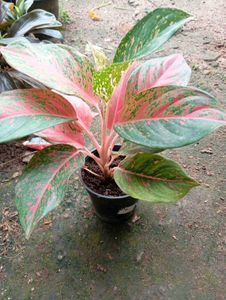 Aglaonema Plant