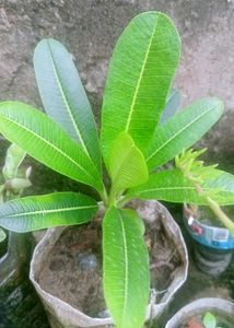 Plumeria/ Champa Plant