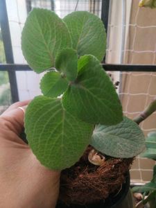 Ajwain Plant Cutting Easy To Grow