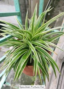 Chlorophytum Comosum - Variegated Spider Plant
