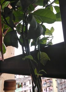 Pahadi Big Lemon 🍋 Plant Hight 5feet