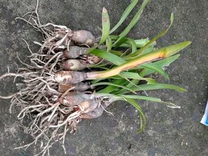 Amaryllis Lilly Bulbs - Set Of 3