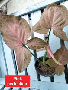 Rare Plant Varities Combo