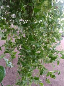Turtle Vine Green Live Plant