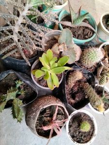 Assorted Combo Offer (15 Varieties)