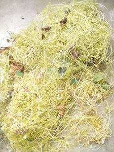 Mohini Amar Bel Lata Plant