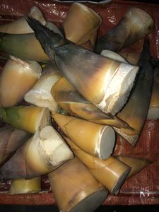 Fresh Bamboo Shoot