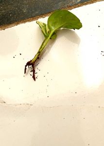 Three healthy saplings with roots and snake plant