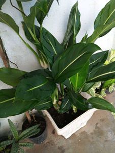 Indoor Plant