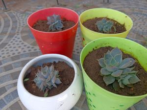 Set Of 4 Succulent (Without Pot)