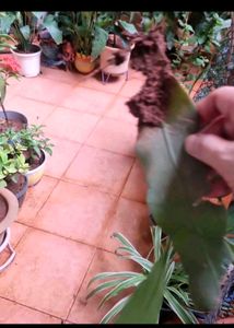 Dutchman&#39;s Pipe Cactus/ Brahma Kamal Leaves