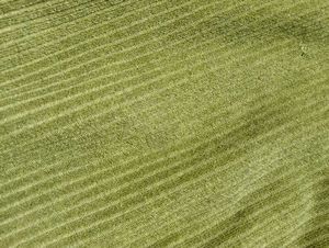 Olive Pants