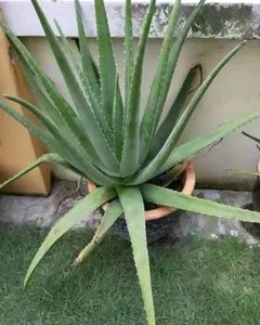 Healthy Aloevera Baby Plant