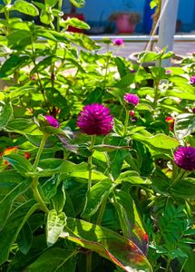 Amrnathus/ Gomphrena Seeds