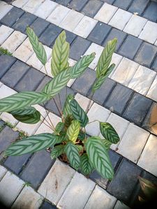 10 Live Root Plants