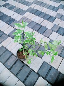 10 Live Root Plants
