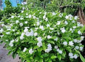 Gandharaj Flower Plant Pack Of 1