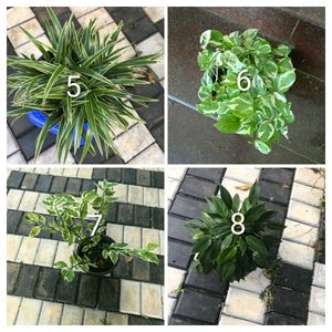 you can select 10 Live root plants