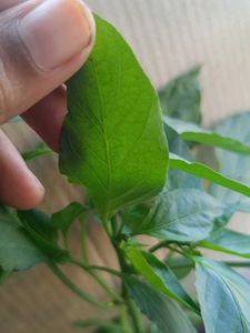 Chilli Plant