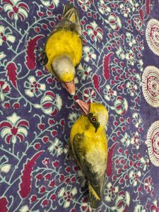 Paper Machete Bird Decor (Set of 2)