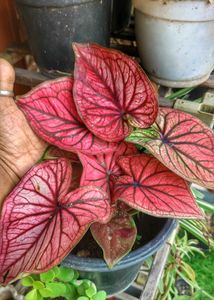 Thai Caladium