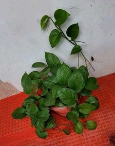 Set 3 Money &amp;.Dieffenbachia &amp; Red Areca Plant