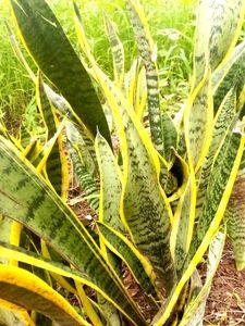 Striking Snake Plant