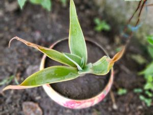 Elegant Floral Succulent in Earthen Pot