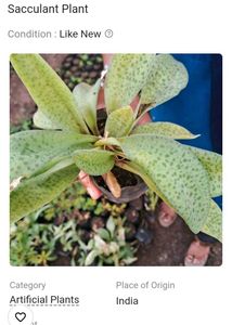 11 Plants In Offer Only Coins