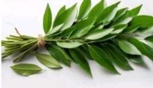 Artificial Plant Decor