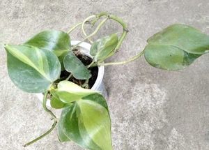 Assorted Live Plants