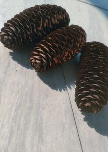 Pine Cones For Decorations