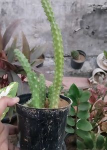 flowering Cactus Plant
