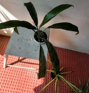 3 Set Beautiful Plants