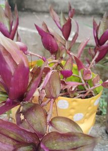 Wandering Jew Plant