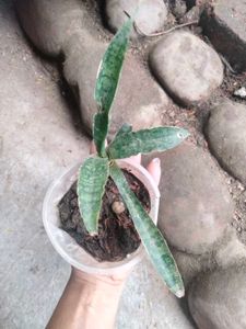sanseverias combo