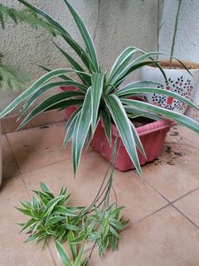 Spider Plant With Roots