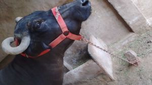 रेड नायलॉन नकेल / गले का पट्टा (Head Strap)