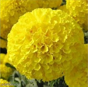 Marigold Floral Pattern