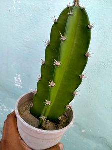 Fairy Castle Cactus