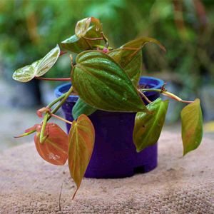 Plant Philodendron White Princess 3 Diff Varietie