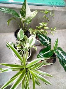 Houseplants collection combo