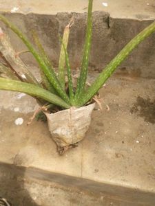 Combo 2  Magic Money Plant Without Pot