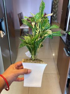 Artificial Plants