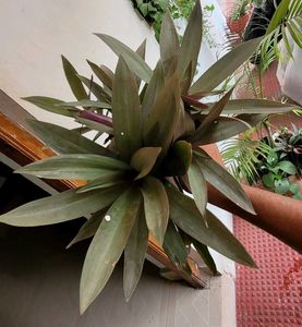 3 Set Moses Cardle, purple Heart ,Pandanus veitchi