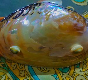 Beautiful Bowl made Of Real Sea Shell