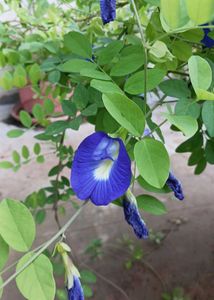 Aprajita, Sunflower, Rain Lily Plant Seed