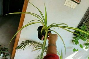 3 Set Beautiful Plants