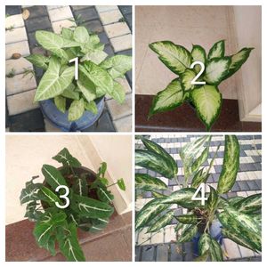 you can select 10 Live root plants