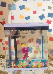 🐠 🐟 🐠 🐟 Fish Aquarium 🐠🐟🐠🐟